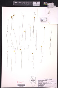 Utricularia subulata image