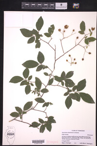 Vaccinium stamineum image