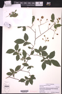 Vaccinium stamineum image