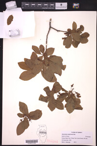 Vaccinium calycinum image