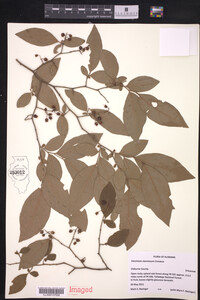 Vaccinium stamineum image