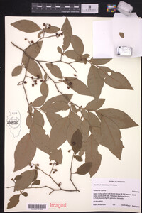 Vaccinium stamineum image