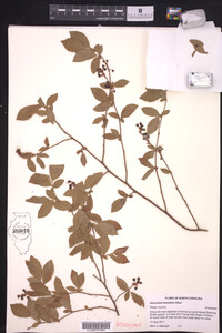Vaccinium fuscatum image