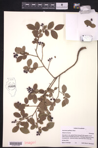 Vaccinium pallidum image