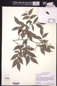 Vaccinium erythrocarpum image