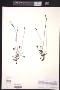 Drosera rotundifolia image
