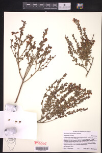 Vaccinium myrsinites image