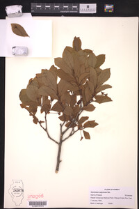 Vaccinium calycinum image