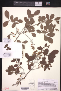 Vaccinium arboreum image