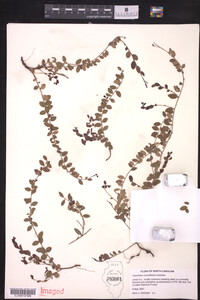 Vaccinium crassifolium image