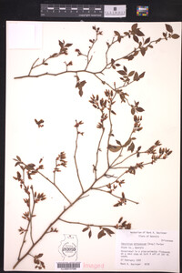 Vaccinium atrococcum image