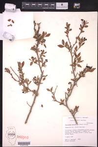 Vaccinium atrococcum image