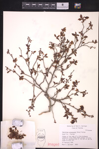 Vaccinium atrococcum image