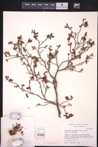 Vaccinium atrococcum image