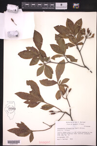 Rhododendron prinophyllum image