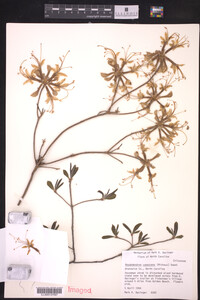 Rhododendron canescens image