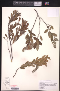 Image Associated With the Occurrence
