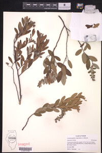 Chamaedaphne calyculata image