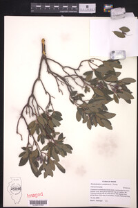 Rhododendron canadense image