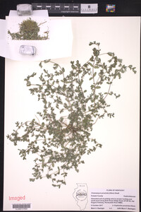 Euphorbia prostrata image