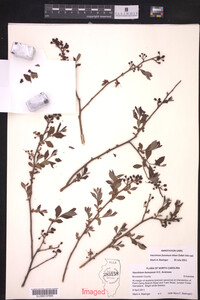 Vaccinium fuscatum image