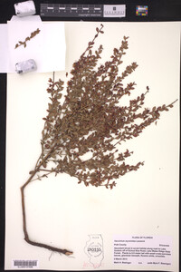 Vaccinium myrsinites image
