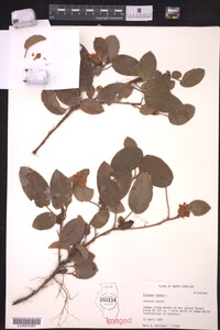 Epigaea repens image