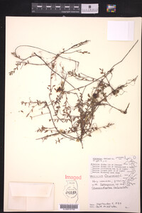 Vaccinium oxycoccos image