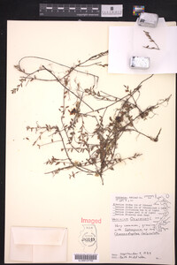 Vaccinium oxycoccos image