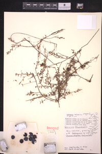 Vaccinium oxycoccos image