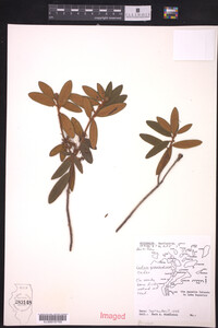 Ledum palustre image