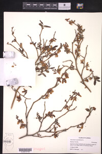 Vaccinium corymbosum image