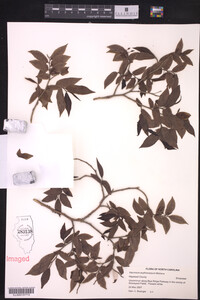 Vaccinium erythrocarpum image
