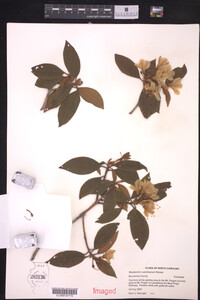 Rhododendron carolinianum image