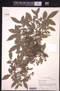 Vaccinium stamineum image