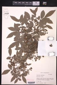 Vaccinium stamineum image