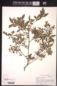 Vaccinium stamineum image
