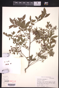 Vaccinium stamineum image