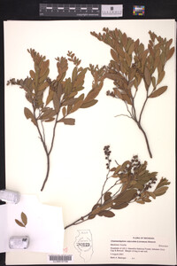 Chamaedaphne calyculata image