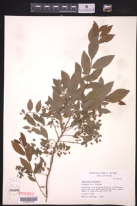 Vaccinium stamineum image