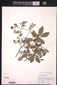 Vaccinium stamineum image