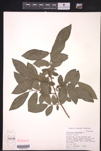 Vaccinium stamineum image