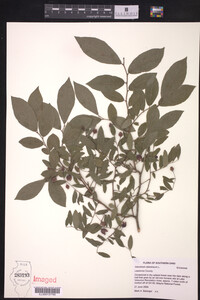 Vaccinium stamineum image