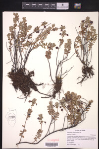 Vaccinium macrocarpon image
