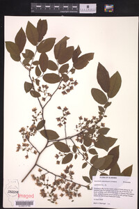 Vaccinium stamineum image