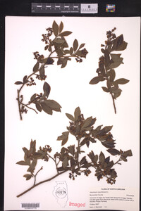 Vaccinium corymbosum image