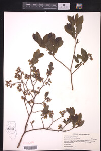 Vaccinium corymbosum image