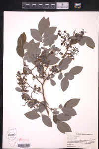 Vaccinium stamineum image