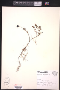 Vaccinium oxycoccos image