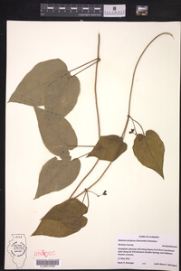 Matelea decipiens image